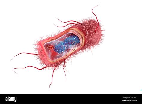 Escherichia coli anatomy, illustration Stock Photo - Alamy