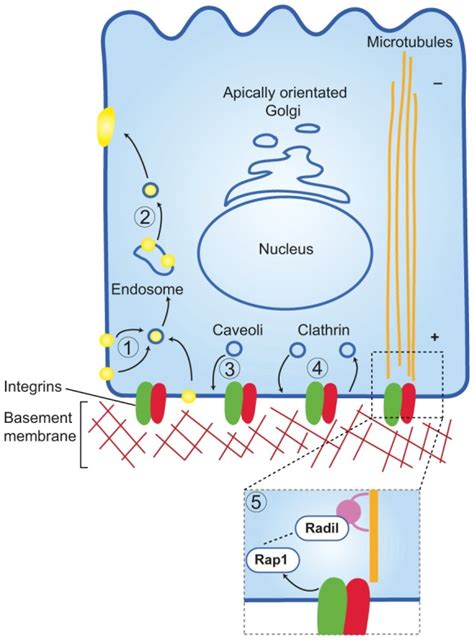 Integrins And Epithelial Cell Polarity Abstract Europe Pmc