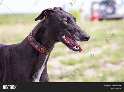 Black Greyhound Dog