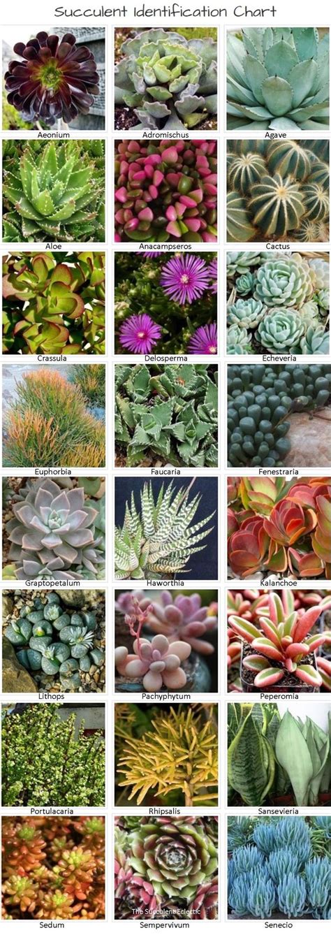 Identifying Types Of Succulents With Pictures The Succulent