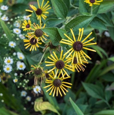 Rudbeckia Subtomentosa Henry Eilers Rudbeckia Sub Flickr