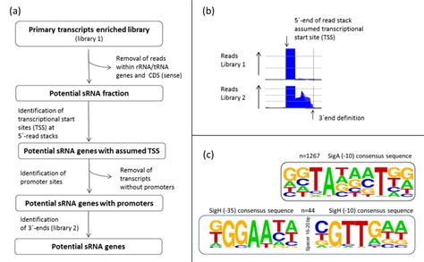 Definition Of Start And Stop Positions Of Potential Srna Genes A