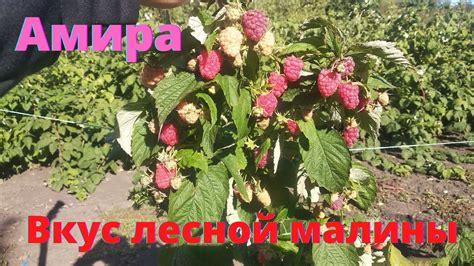 Малина Амира в первый год посадки. - YouTube