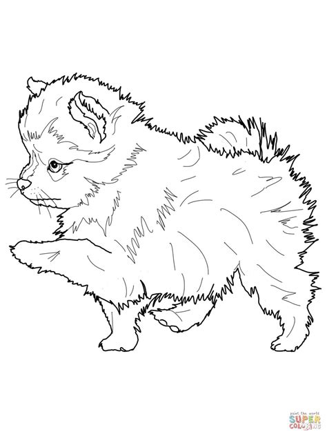 Pomeranian Coloring Book Coloring Pages