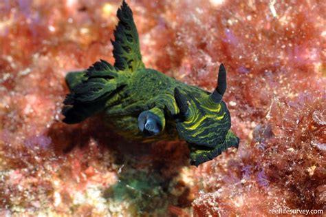 Nembrotha Milleri Nudibranch Reef Life Survey