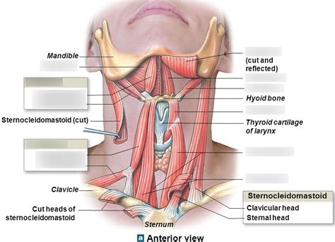 Diagram Of Suprahyoid And Infrahyoid Muscles Of The Floor Of The Oral