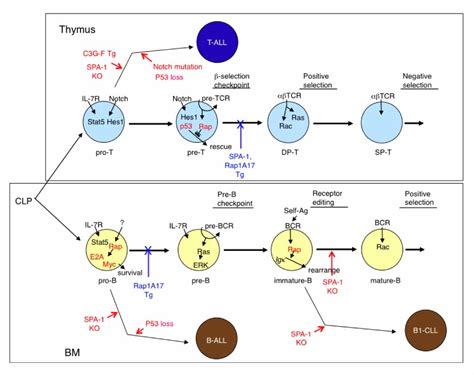 Rap Signaling In Normal Lymphocyte Development And Leukemia Genesis