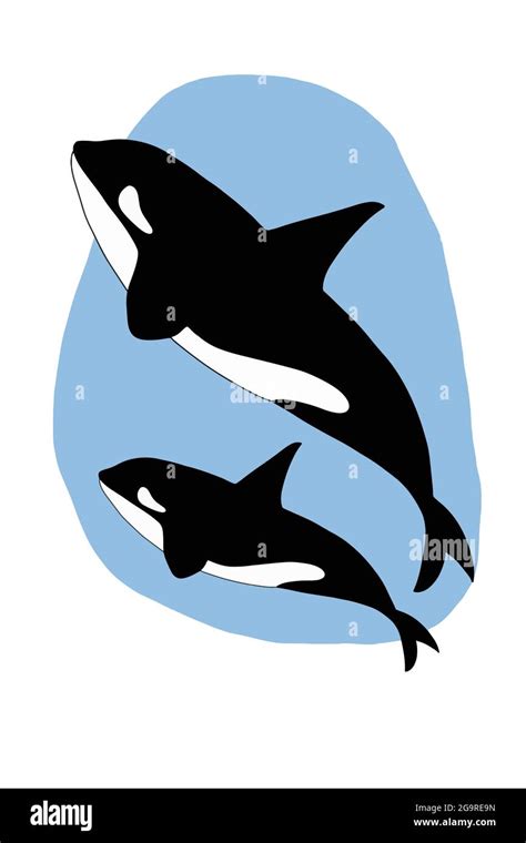 Killer Whales Attack Baby Whale Clipart