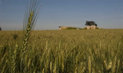 Growing Wheat Bread From The Backyard Epic Gardening