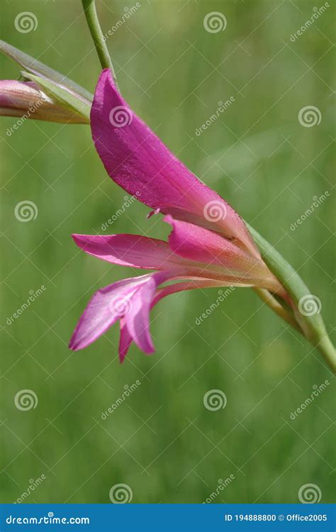 Naked Man Orchis Orchis Italica Stock Photo Image Of Garden Flower