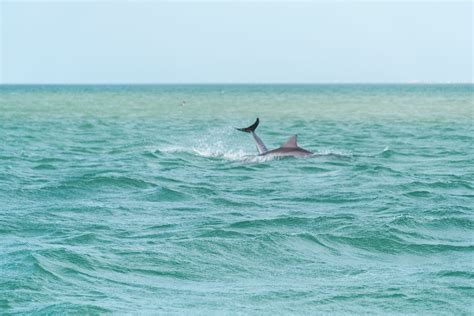 What To Do In Fort Myers Top 6 Things To Do On Your Fort Myers Vacation