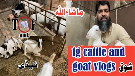 Mashallah Shok Tg Cattle And Goat Vlogs Karachi Main Barsat Mosam Vip