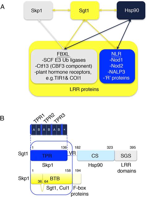 Interactions And Domain Structure Of Sgt And Skp A Sgt Recruits