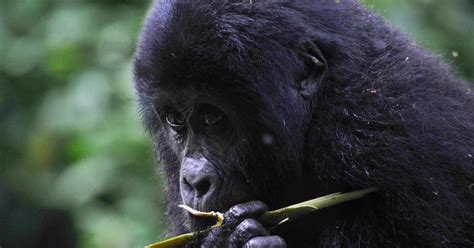 Von Kigali Aus Volcanoes National Park Gorilla Trek Mit Mittagessen