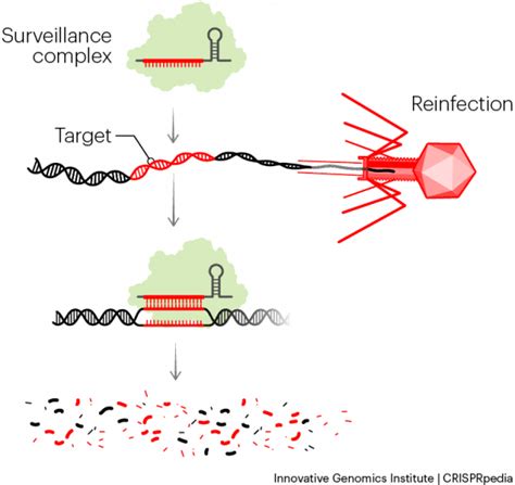 Crispr In Nature Crisprpedia