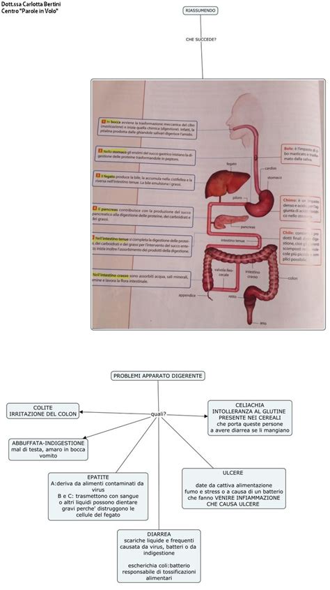 LApparato Digerente Sc Media AiutoDislessia Net Scienza Per