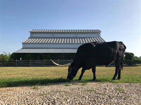 Longhorn Cellars Tasting Room Winery Wine