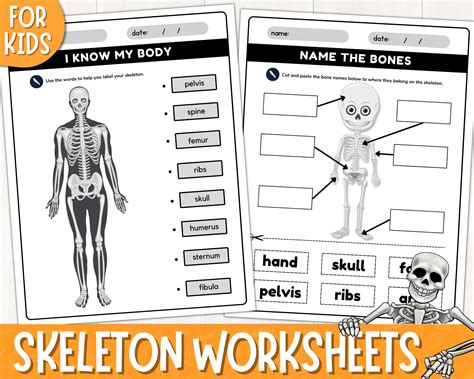 Printable Human Skeleton Labelling Worksheets Label The Bones Activity