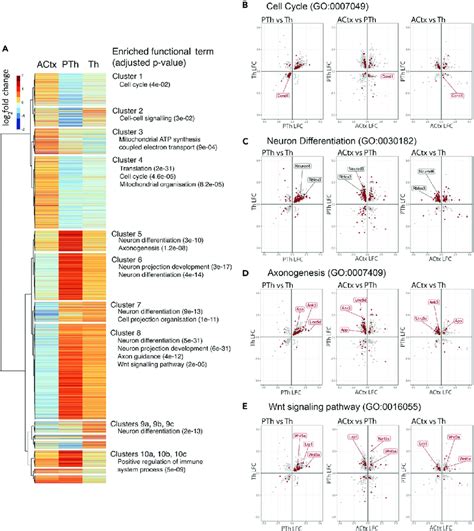 Pax6 Deletion Has Opposite Effects On The Transcriptomes Of Cortical