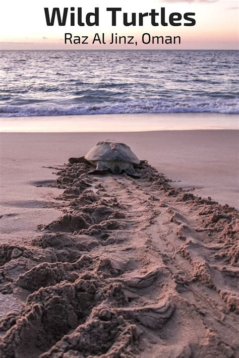 Ras Al Jinz Turtle Reserve Oman Turtle Beach Tips Photos