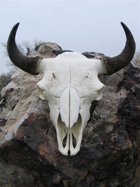 bison-skull - Durham Bison Ranch | Bison skull, Skull art, Animal skeletons