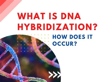 What Is Dna Hybridization And How Does It Occur Genetic Education