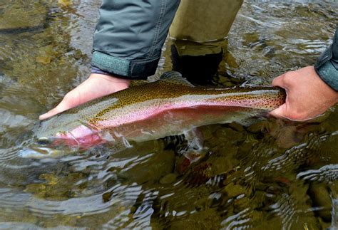 Gatlinburg Trophy Trout Guided Fly Fishing Trip Winter Special