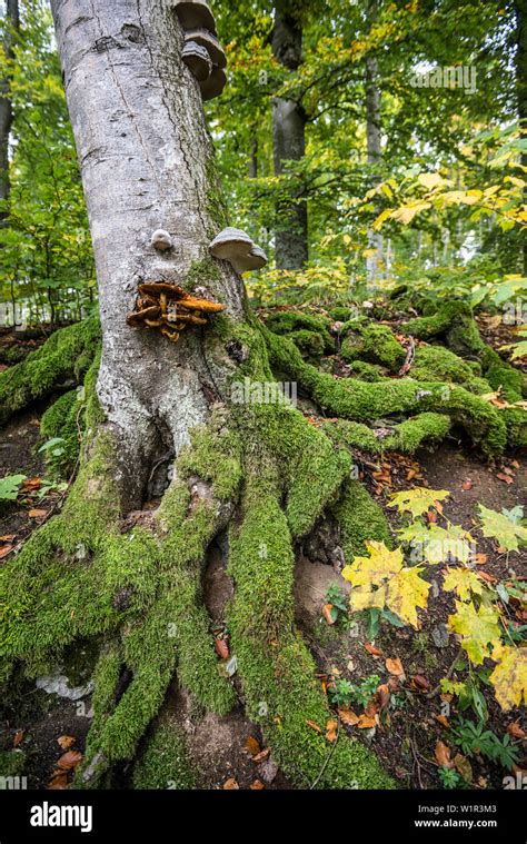 Mossy Tronco De Rbol O Sicomoro Sicomoro Arce Acer Pseudoplatanus