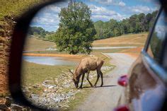 Virginia S Only Drive Thru Safari Adventure Ideas In Safari