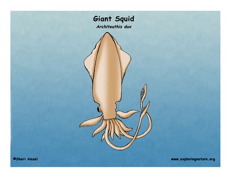 Squid (Giant)