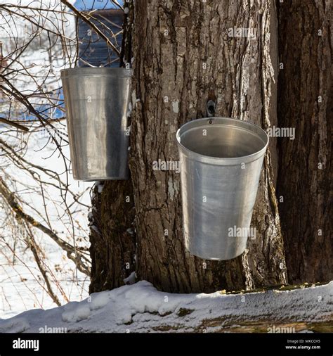 Maple Sap Buckets Hi Res Stock Photography And Images Alamy