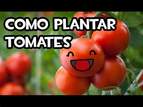 Cómo Plantar Tomates en tu Huerto Orgánico 2024 Una Planta