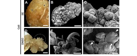 Somatic Embryogenesis And De Novo Shoot Organogenesis From Passiflora