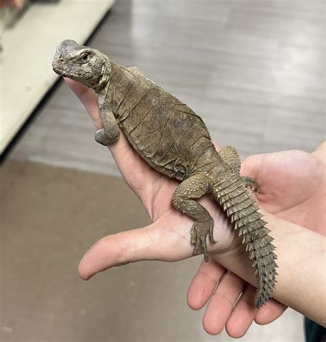 Uromastyx Aegyptia Egyptian Uromastyx Egyptian Uro