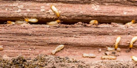 White Ant Treatment | Adelaide | Call Precision Pest Control