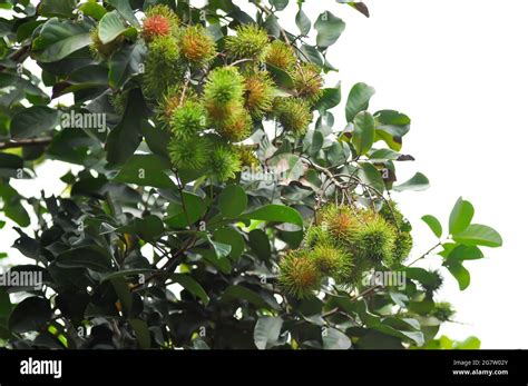 Rambutan Nephelium Lappaceum Or Sapindaceae Or Rambutan Tree And