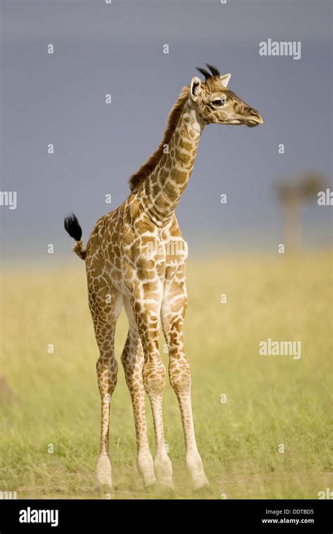 Newborn Masai Giraffe on the Masai Mara Stock Photo - Alamy