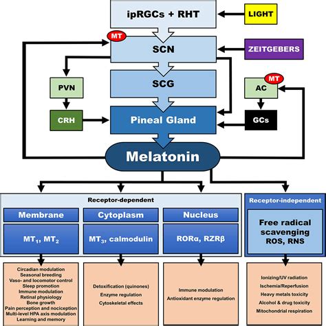 Frontiers Multilevel Interactions Of Stress And Circadian System