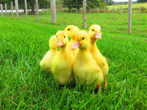 Pekin Ducks – Feathered Acres