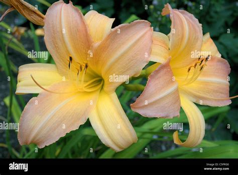 Two Yellow Orange Lilies Pair Couple Together Hemerocallis Stock Photo