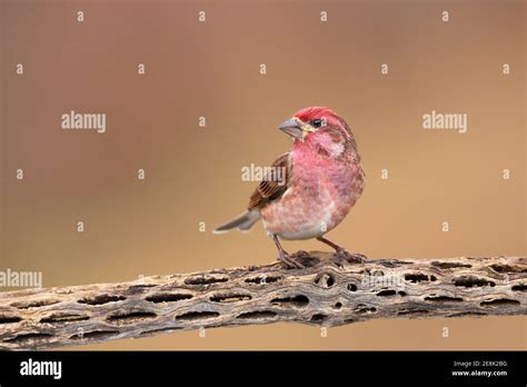 Purple Finch Male Clean Background Hi Res Stock Photography And Images