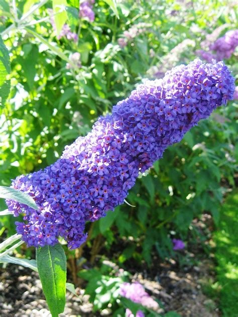 Cone Shaped Flowers On Bush