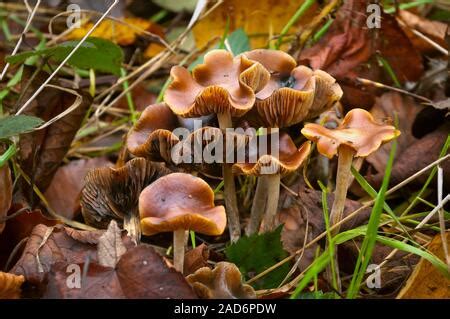 Wavy Cap Psilocybe Cyanescens Psychedelic Fungi Magic Mushrooms