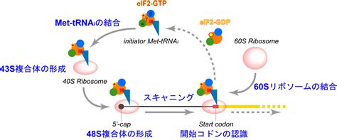 「翻訳開始段階における開始コドン認識機構の解明」