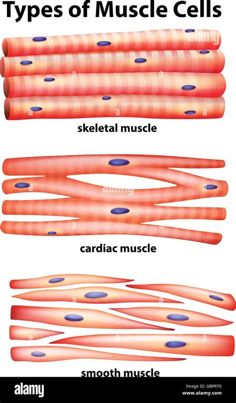 Simple Cardiac Muscle Cell Diagram - bmp-tips