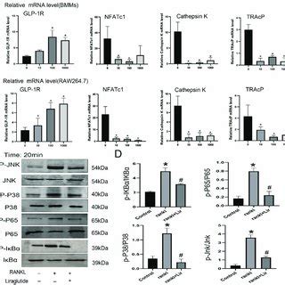 Expression Of GLP 1R In BMMs And RAW 264 7 Cells Representative RT PCR