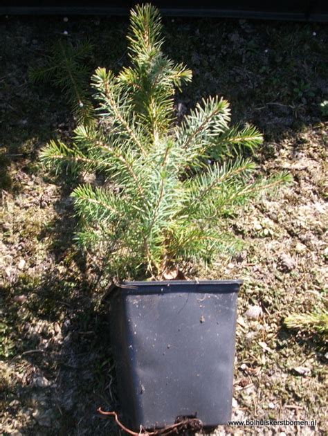 Home Bolhuis Kerstbomen Plantgoed