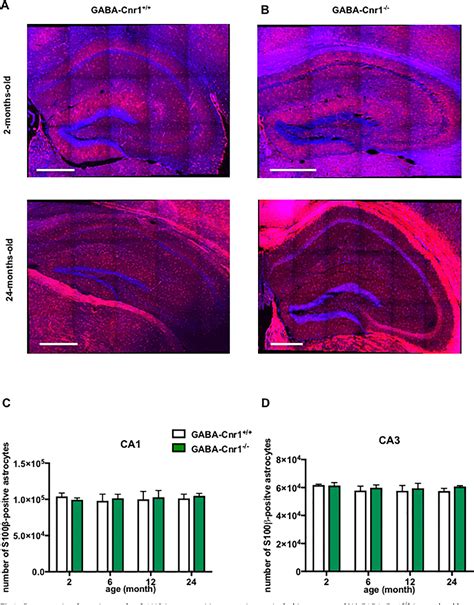 Figure From Cannabinoid Receptor Signaling On Gabaergic Neurons