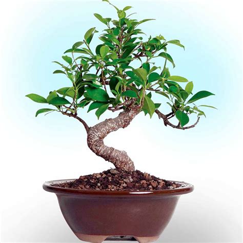 How To Grow Bonsai Tree How To Make Your Bonsai Plant Naturebring