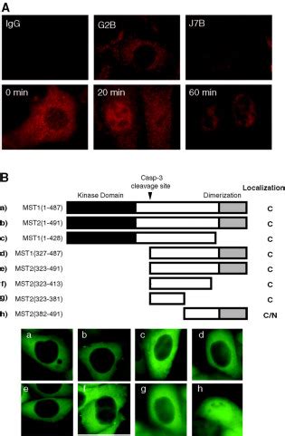 Phosphorylation And Dimerization Regulate Nucleocytoplasmic Shuttling